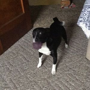 Meet your Posher, Dawson